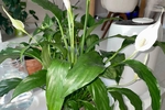 My plants