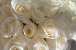 White roses for Goddess!