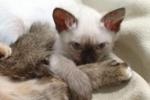 cat-maid lain — PHOTOS CATS