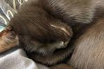 Tailed moments😸