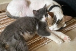 my cats <3 mis gatos ♥