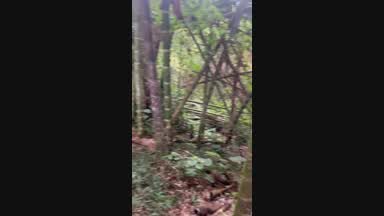 In the forest halloween 2025 馃巸