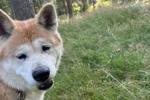treat my lovely  dog