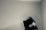 NeuroSpicyKitten :)