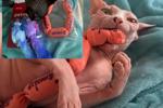 gifts for cats