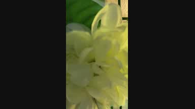 🍀Saint Patrick's Day