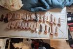 complete dildo colection