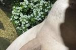 Garden cock