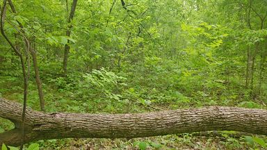 Log Bench Jerkoff