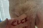 cuck cock