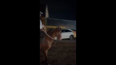 🐎❤️