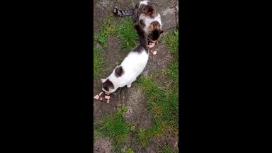 anna - not anna - right anna ) — 14-05-2026 cats with me send thanks by tokens on f