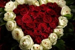 buy me roses