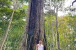 CENTURY TREE