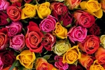 Give me some roses 300 Tks