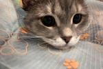 my cat