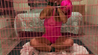 Pink pet in a pink cage
