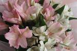 I love flowers ^-^