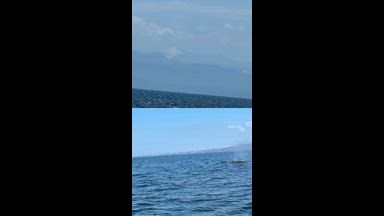 whales and dolphins in Mexico 🐬🐳