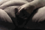 bigeoo76 live Chaturbate webcam gallery thumbnail
