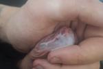 MY SPERM