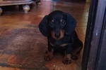 Support my dear dog, Lily