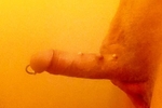 New piercing