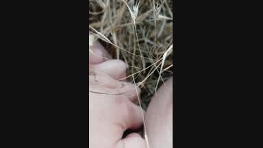 Playing pussy in the grass😜