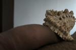 hedgehog live Chaturbate webcam gallery thumbnail