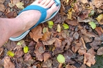 Walking in the park