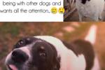 Doggies