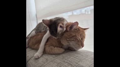 😻