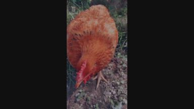 💕🐔🥚