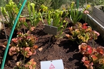 Garden of Plants
