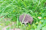 little hedgehog