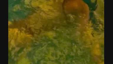 in the pool