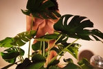 monstera