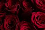 100 roses to Aria 🌹🌹🌹
