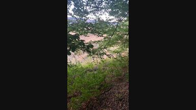 Sex in the forest with cum on face