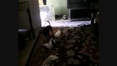 Mese w/ pups