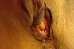 fresch shave wet pussy