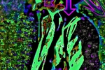 Alteredigital