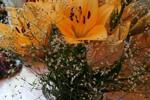 Flowers from my followers