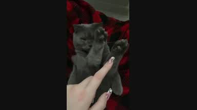 morning exercises