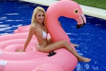 Pink Flamingo