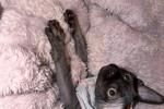 My Sphynx Cat!