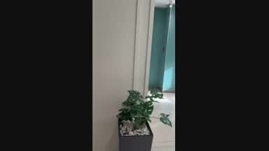 Funny bunny
