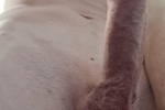 Mh
