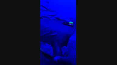 incog — Incog Solo Vid3