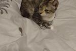 my favorite cat